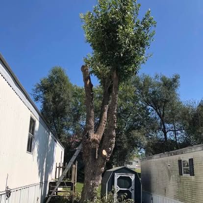 Tall tree being removed section by section between two homes