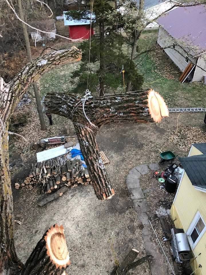 Aerial view of large tree limbs rigged with rope above a driveway