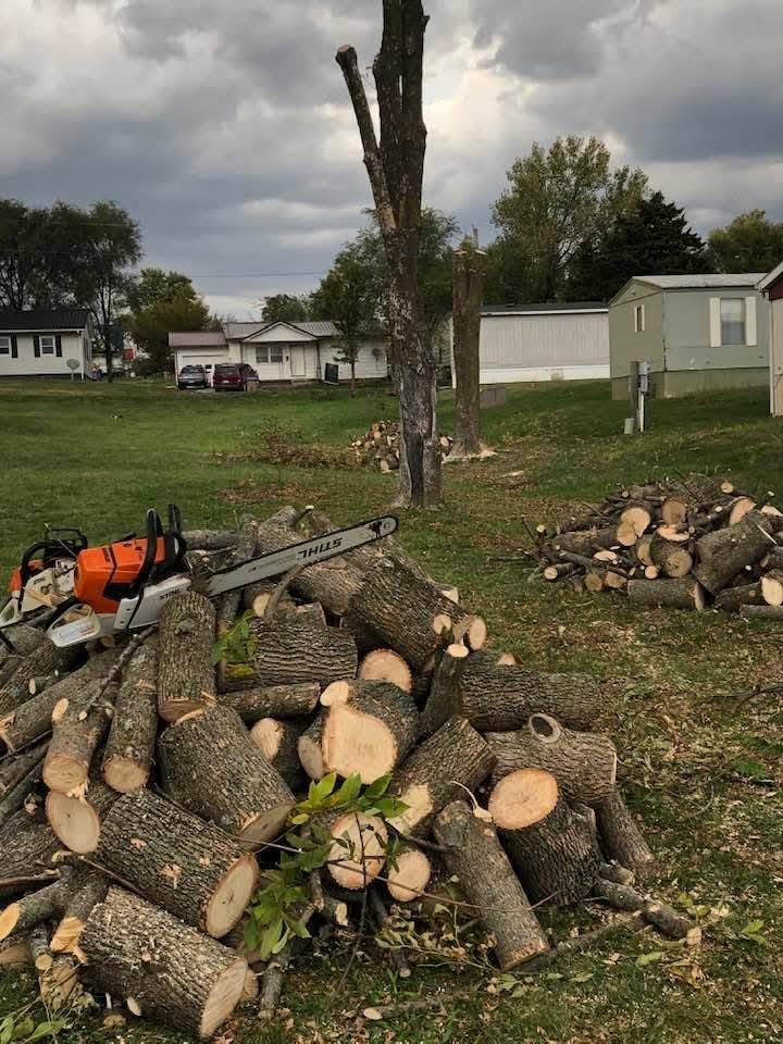Stacked firewood rounds and a chainsaw beside a recently cut tree